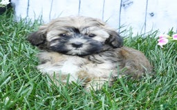 Havapoo dogs for sale: Colby - Image 8