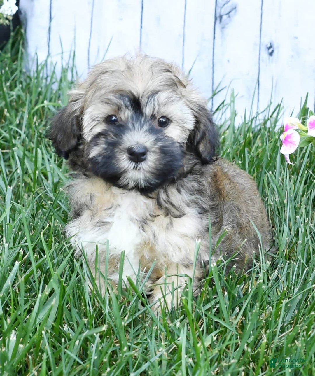 Havapoo dogs for sale: Colby - Image 8