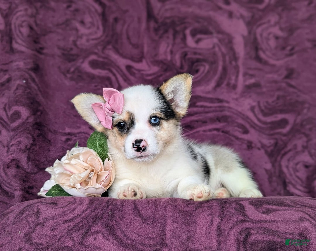 Welsh Corgi Pembroke dogs for sale: Kandee - Image 4