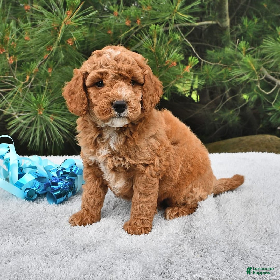 Mini Goldendoodle dogs for sale: Dakota - Image 20