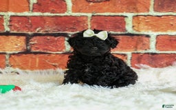 Yorkiepoo dogs for sale: Rex - Image 6