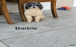 Miniature Poodle dogs for sale: Leah - Image 11