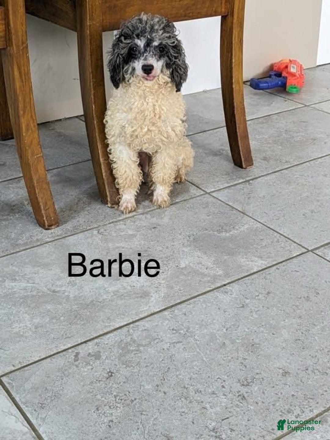 Miniature Poodle dogs for sale: Leah - Image 11