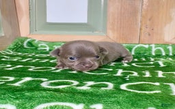 Chihuahua dogs for sale: Fiona Lavender Short Coat - Image 4