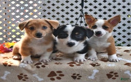 Welsh Corgi Pembroke dogs for sale: Ava - Image 3