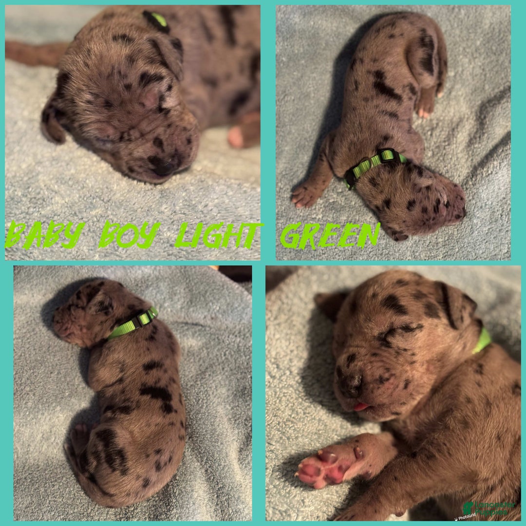 Great Dane dogs for sale: Baby Boy Light Green - Image 1