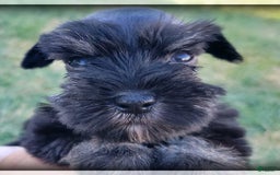 Miniature Schnauzer dogs for sale: River - Image 5