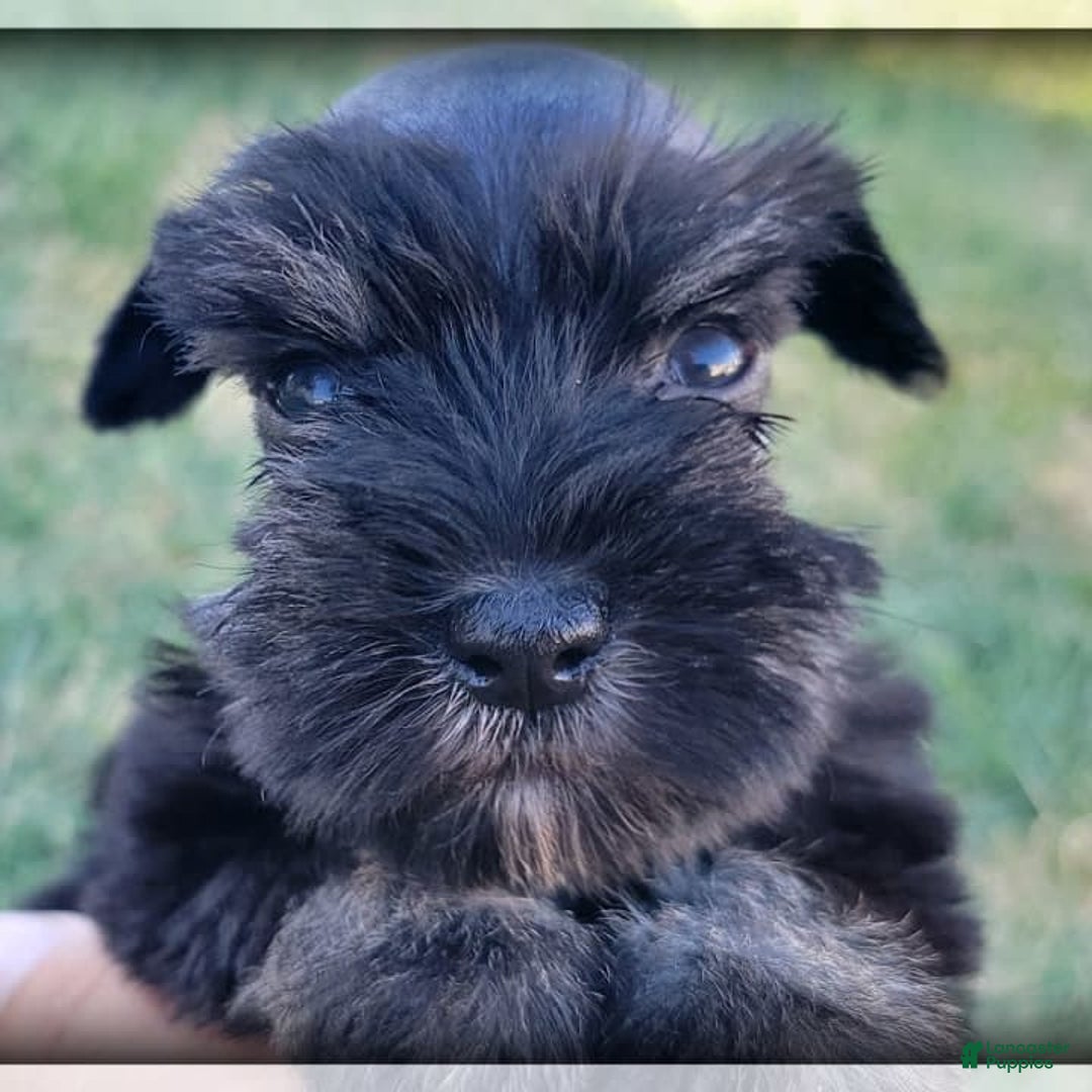 Miniature Schnauzer dogs for sale: River - Image 5