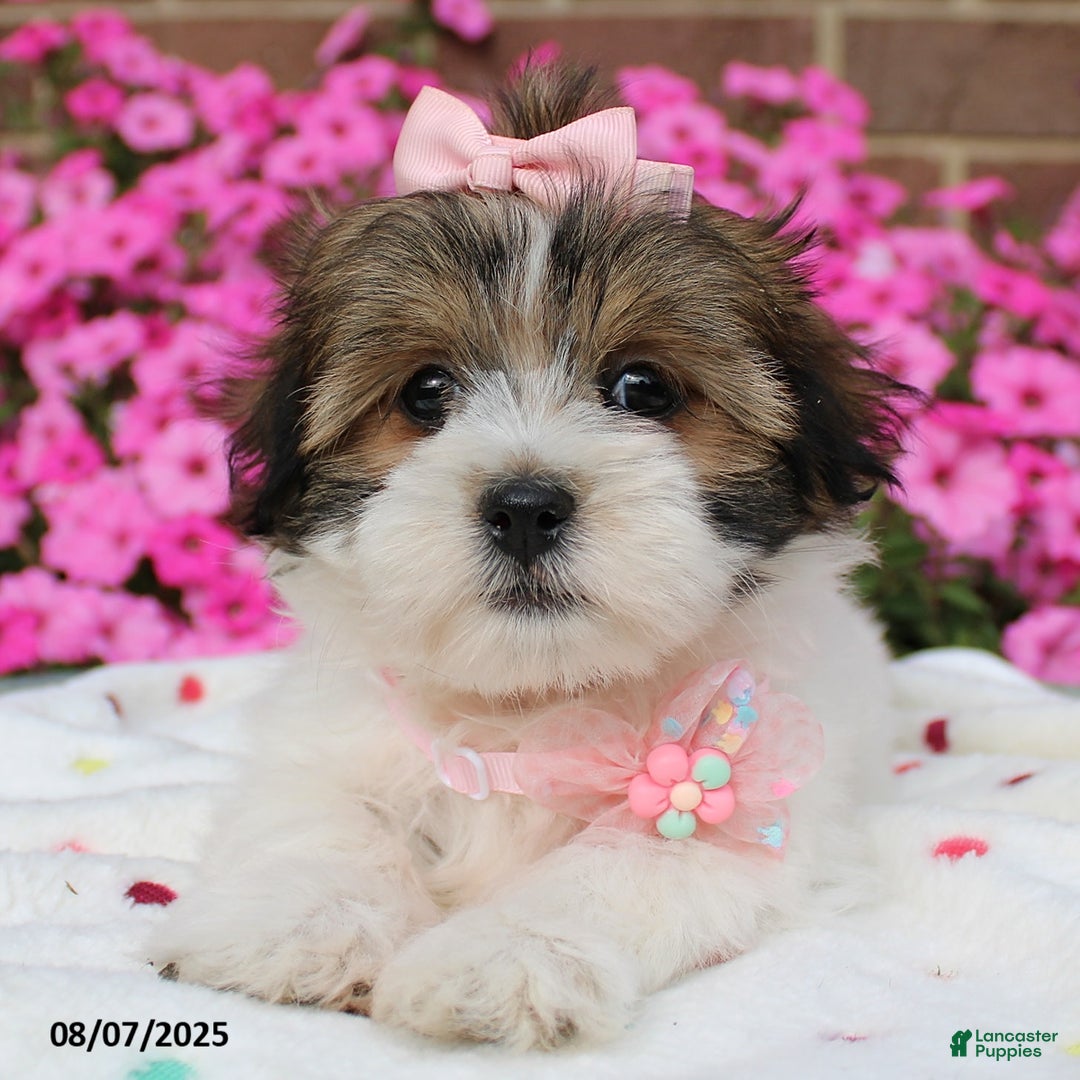 Malshi dogs for sale: Avery - Image 3