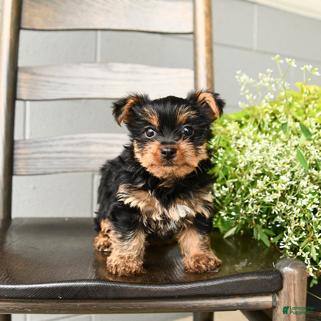 Yorkshire Terrier dogs for sale: Yorkshire Terrier 5 puppies - Image 6