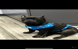 French Bulldog dogs for sale: Cocky - Image 5