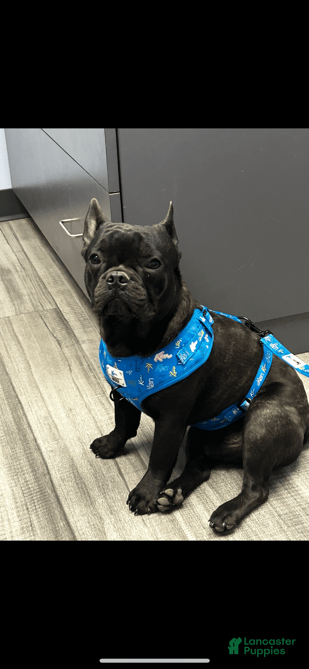 French Bulldog dogs for sale: Cocky - Image 5