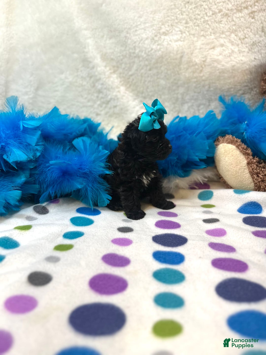 Morkie dogs for sale: London - Image 4