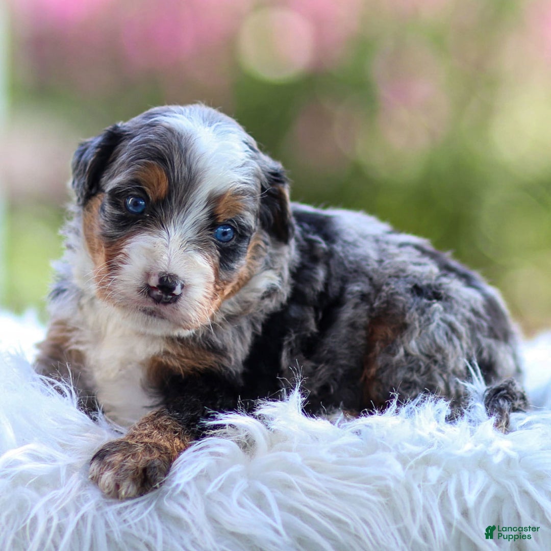 Mini Bernedoodle dogs for sale: Merrick - Image 9