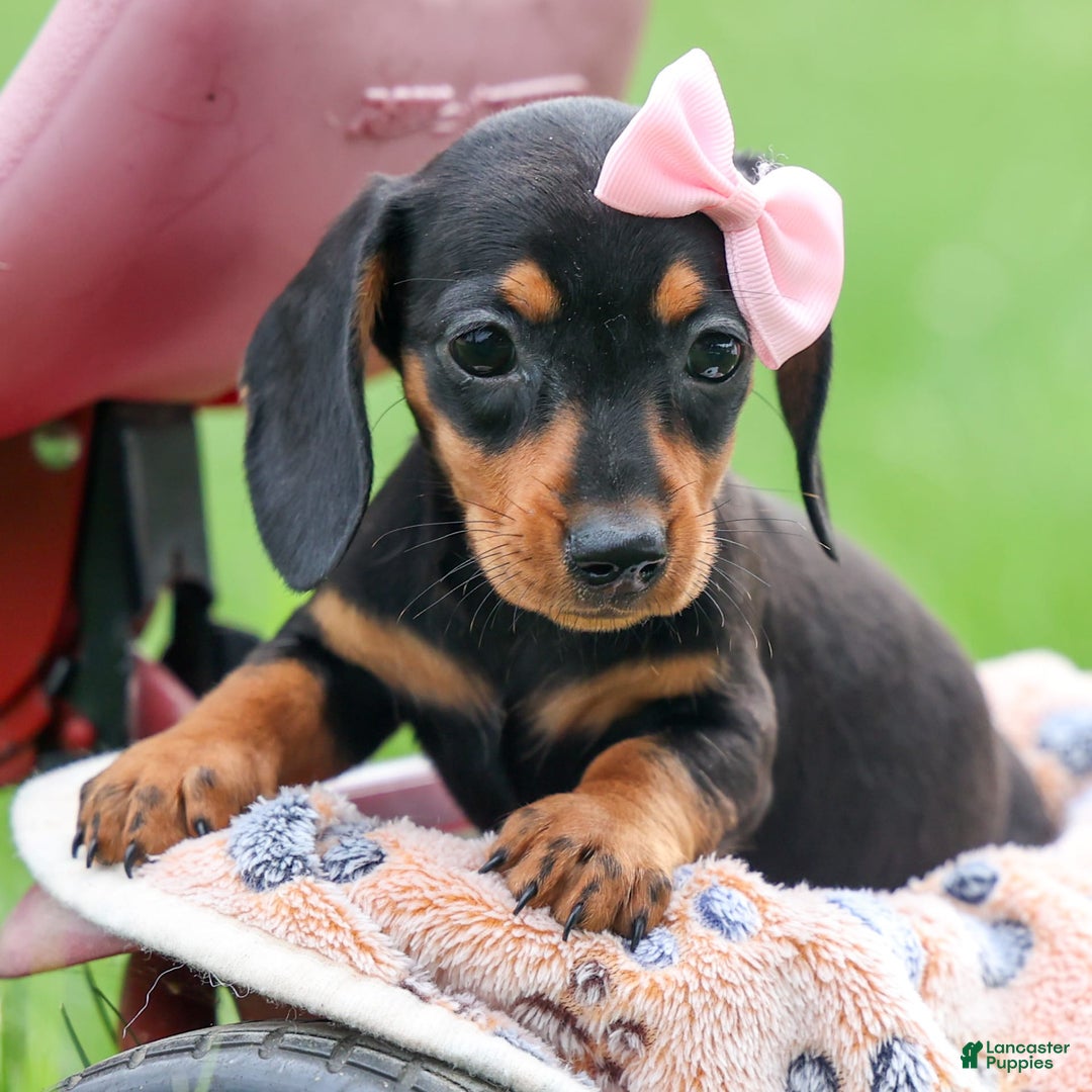 Miniature Dachshund dogs for sale: Nutella - Image 18