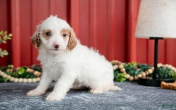 Mini Goldendoodle dogs for sale: Whitney - Image 3