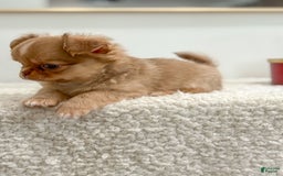 Chihuahua dogs for sale: Snickers - Image 9