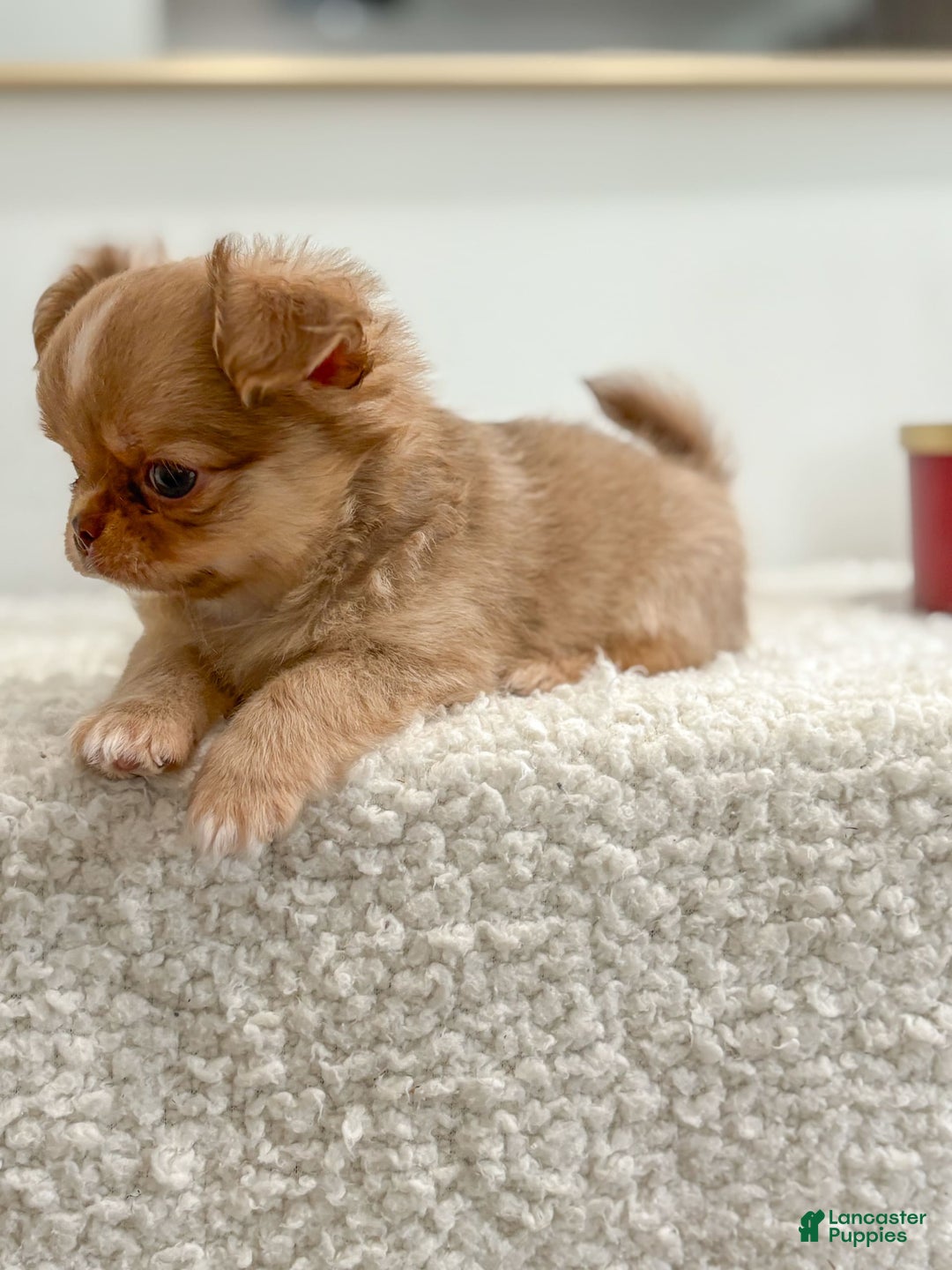 Chihuahua dogs for sale: Snickers - Image 9