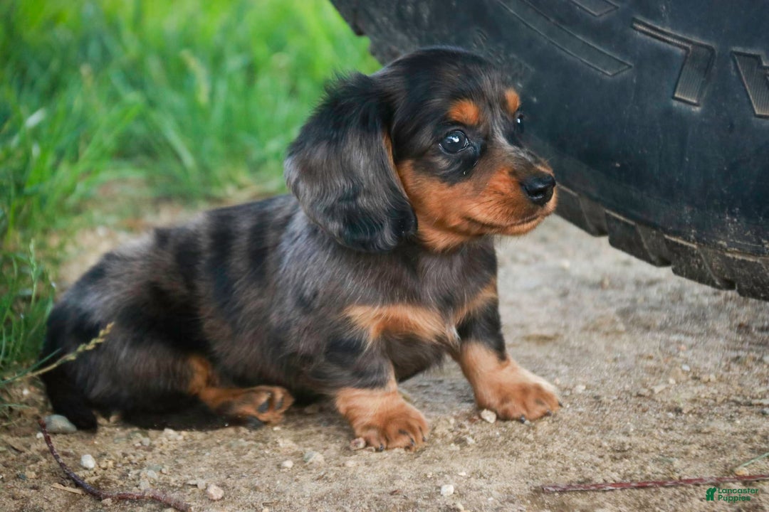 Miniature Dachshund dogs for sale: Fernando - Image 6