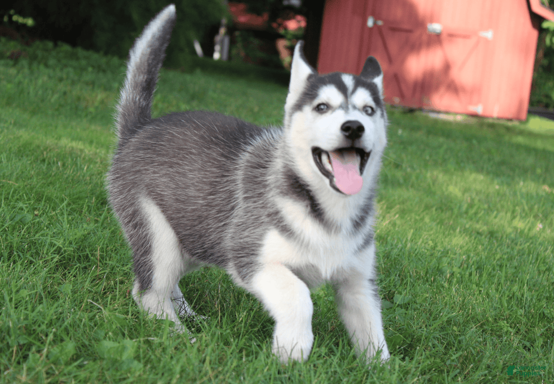 Siberian Husky dogs for sale: Alaska - Image 6