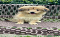 Yorkshire Terrier dogs for sale: Cooper - Image 16
