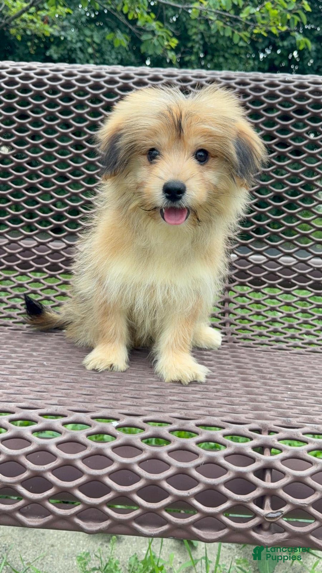 Yorkshire Terrier dogs for sale: Cooper - Image 16