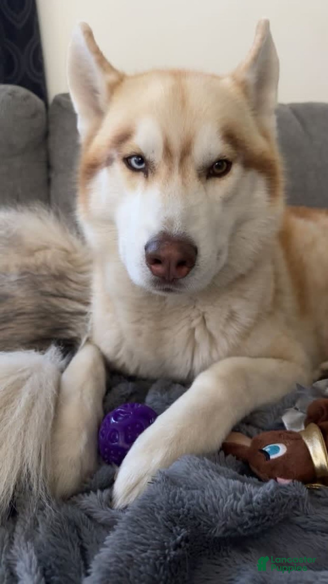 Siberian Husky dogs for sale: Dakota - Image 5