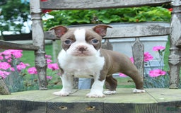 Boston Terrier dogs for sale: Brooke - Image 1
