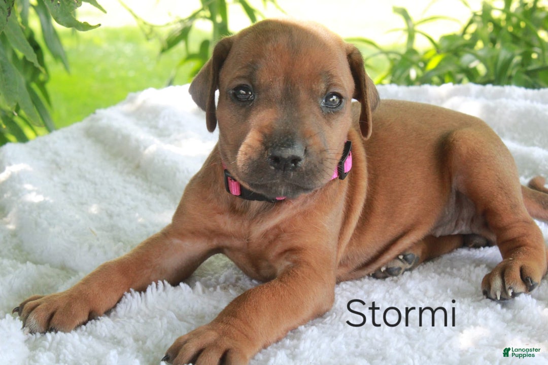 Rhodesian Ridgeback dogs for sale: Stormi - Image 1