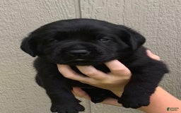 Labrador Retriever dogs for sale: Gracie - Image 4