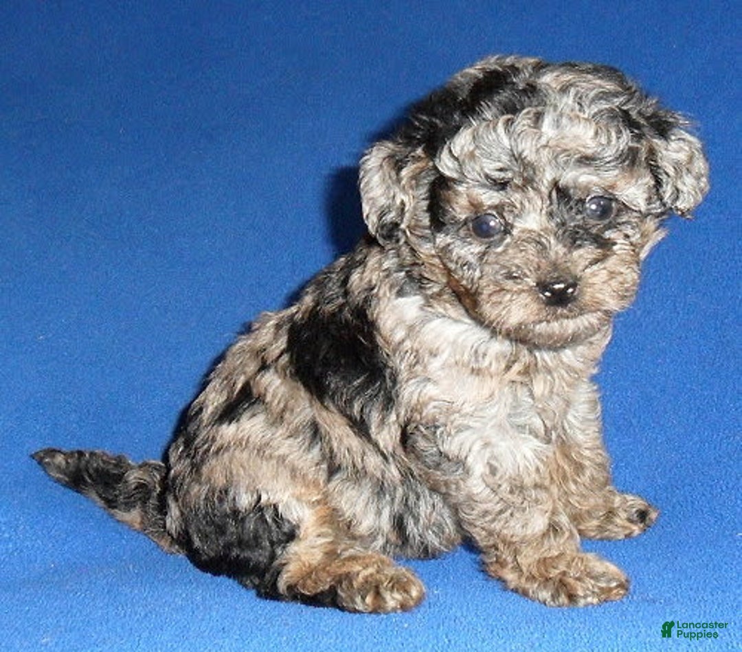 Yorkiepoo dogs for sale: Patches - Image 10