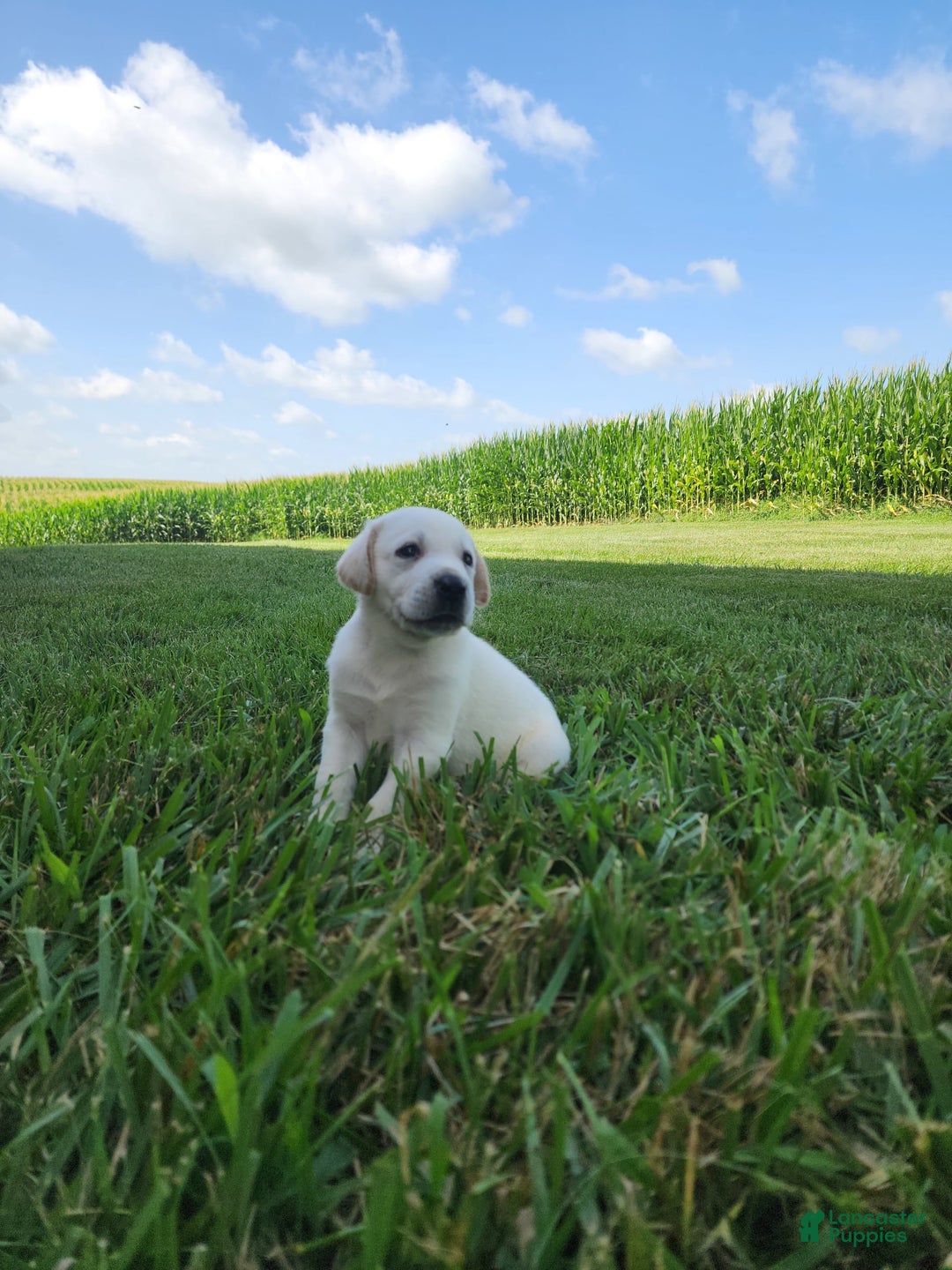 Labrador Retriever dogs for sale: Milo - Image 1