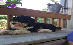 Bernedoodle dogs for sale: Candy - Image 3