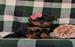 Shorkie dogs for sale: Camdyn Toy Size - Image 2