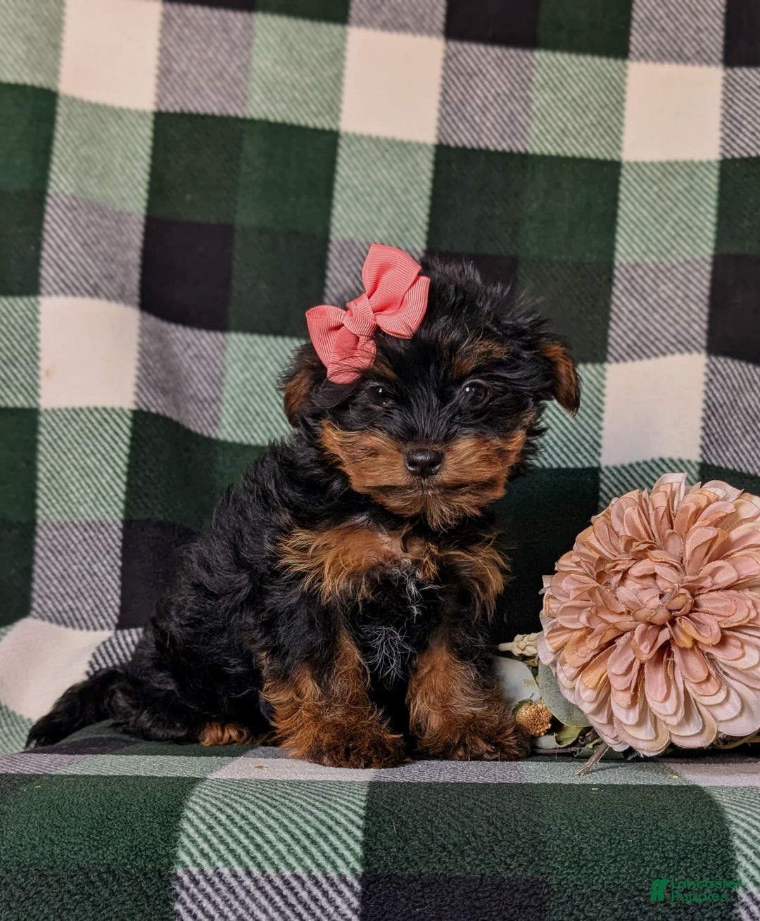 Shorkie dogs for sale: Camdyn Toy Size - Image 2