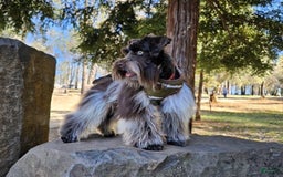 Miniature Schnauzer dogs for sale: Puppy2blue - Image 5