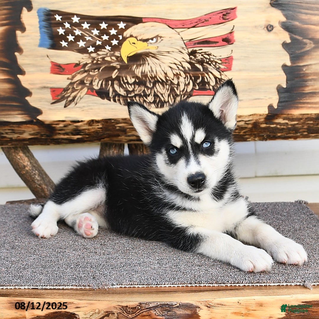 Siberian Husky dogs for sale: Roxanne - Image 1
