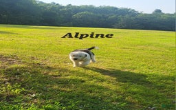 Standard Poodle dogs for sale: Alpine - Image 6