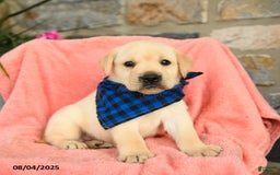 Labrador Retriever dogs for sale: Labrador Retriever 6 puppies - Image 26