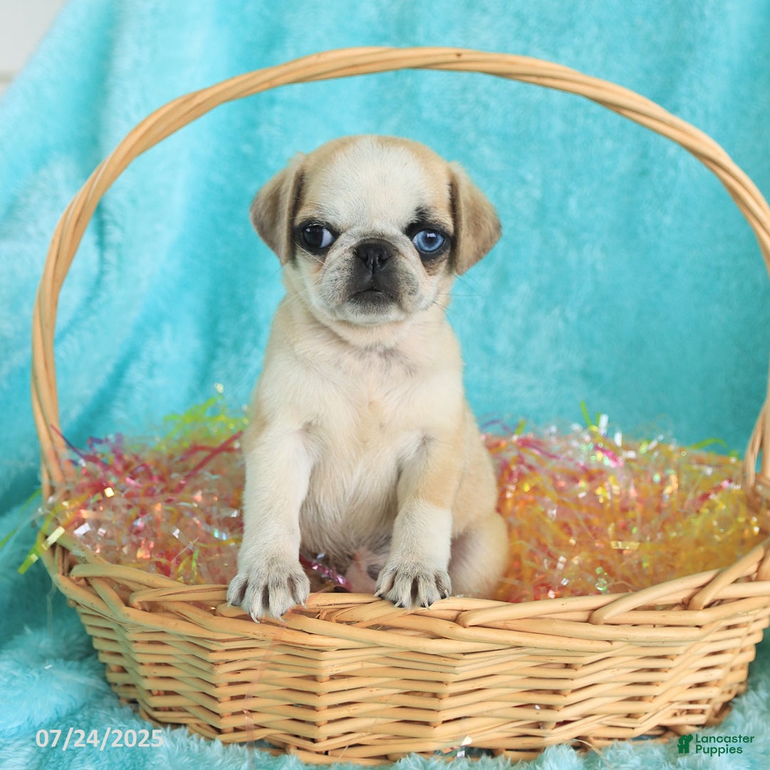 Pug dogs for sale: Peaches - Image 4