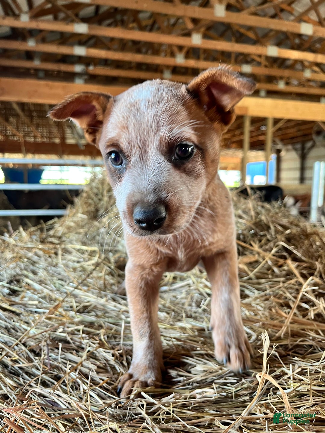 Australian Cattle Dog dogs for sale: Nina - Image 7