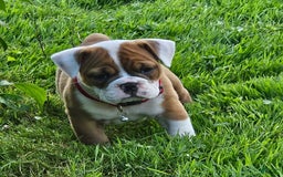 English Bulldog dogs for sale: Emmy - Image 4