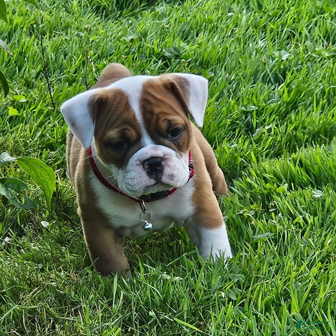 English Bulldog dogs for sale: Emmy - Image 4