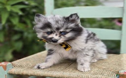 Pomsky dogs for sale: Pepper - Image 2