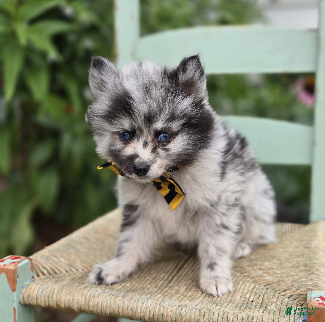Pomsky dogs for sale: Pepper - Image 2