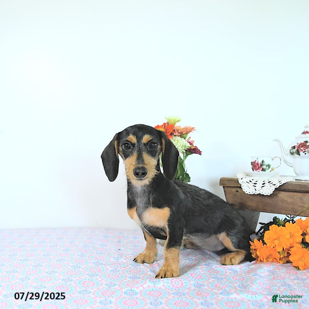 Miniature Dachshund dogs for sale: Cola - Image 29