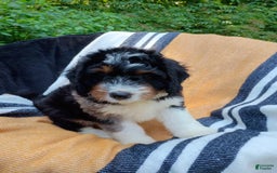 Mini Bernedoodle dogs for sale: Pizza - Image 4