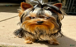 Yorkshire Terrier dogs for sale: Richi - Image 5