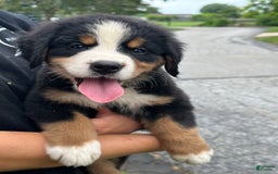Bernese Mountain Dog dogs for sale: Kaylie - Image 5