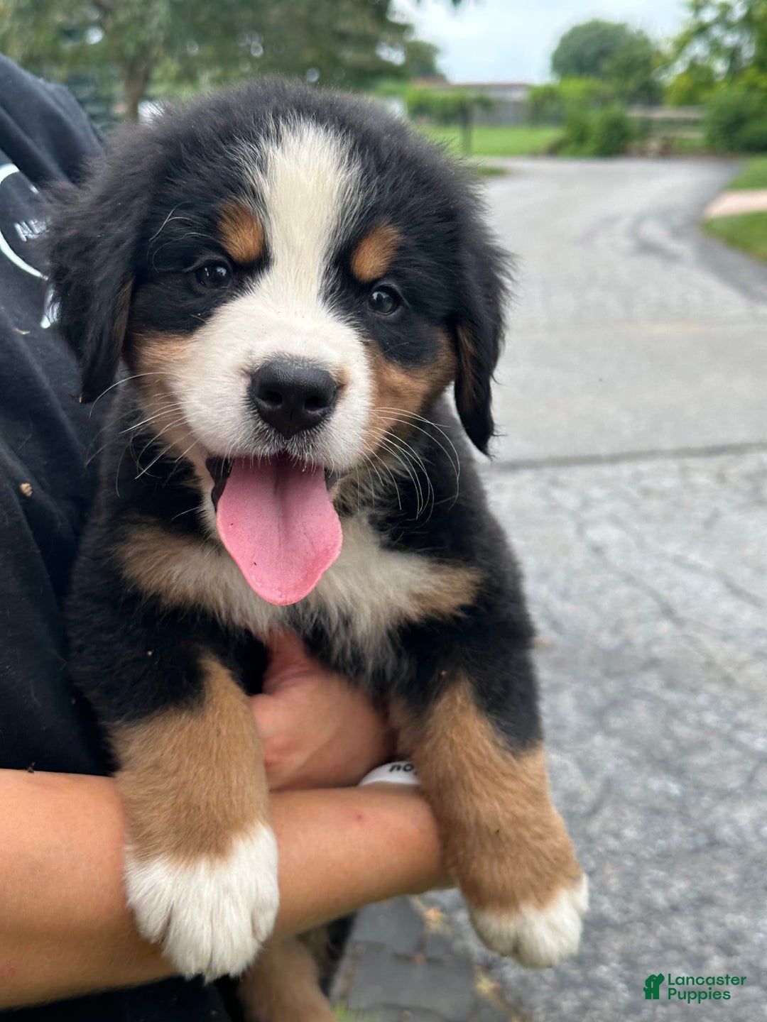 Bernese Mountain Dog dogs for sale: Kaylie - Image 5